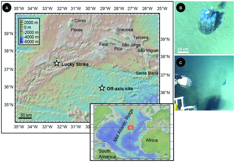 FIGURE 1