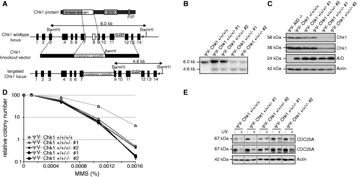 Figure 2.