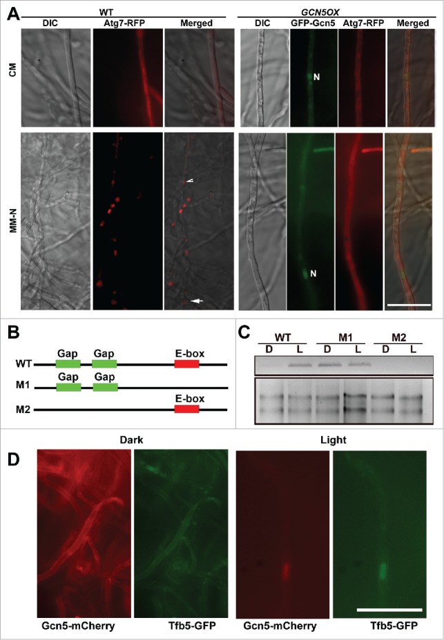 Figure 4.