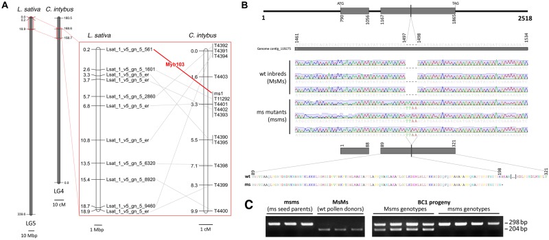 FIGURE 4