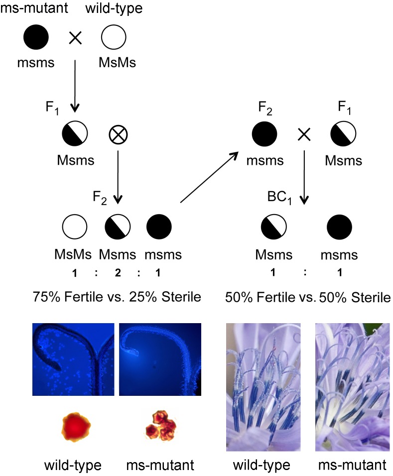 FIGURE 1