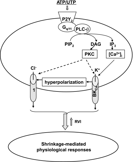 Fig. 8.