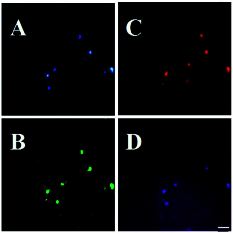 Fig. 22