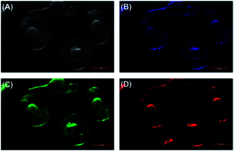 Fig. 27