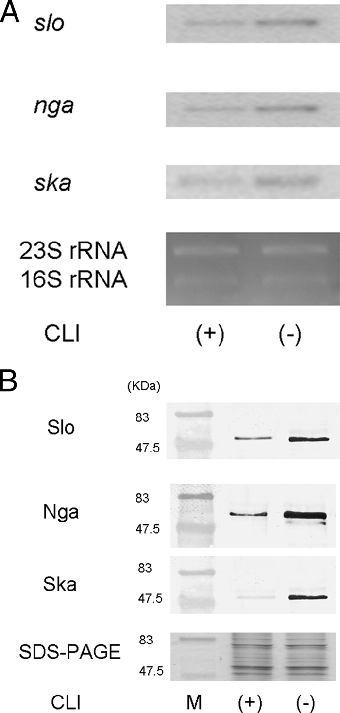 FIG. 4.