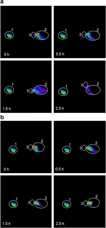 Fig. 6