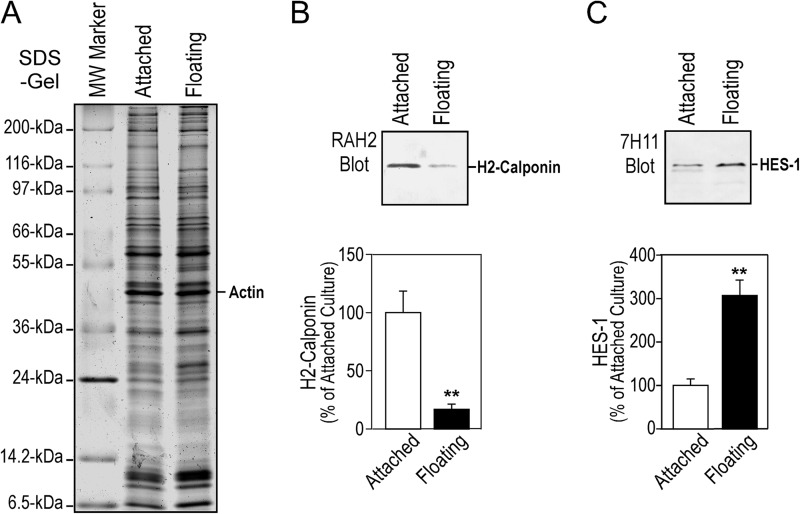 FIGURE 7.