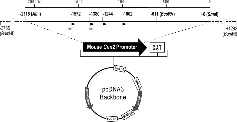 FIGURE 1.