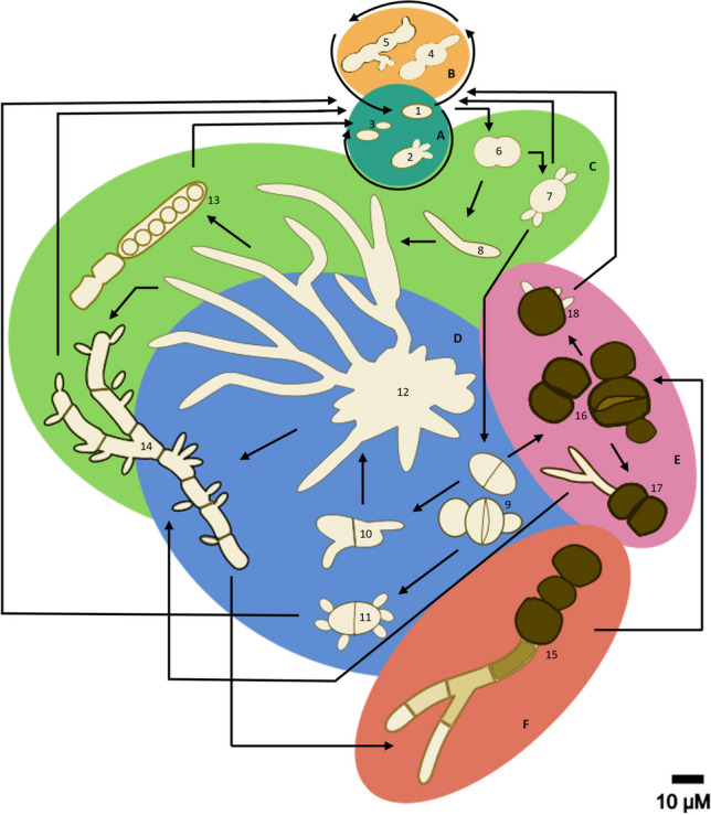 Fig. 2