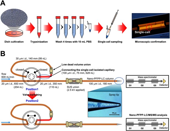 Fig. 1. Overview of single HeLa cell sampling (A) and nano-LC-MS/MS analysis (B).