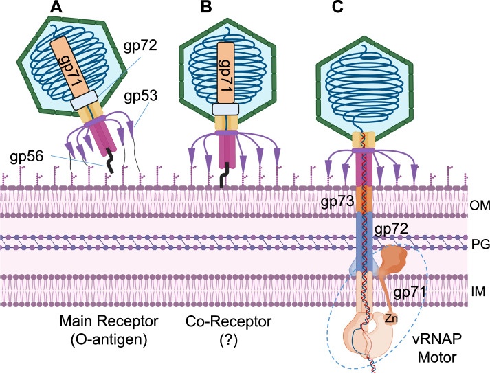 Fig. 9