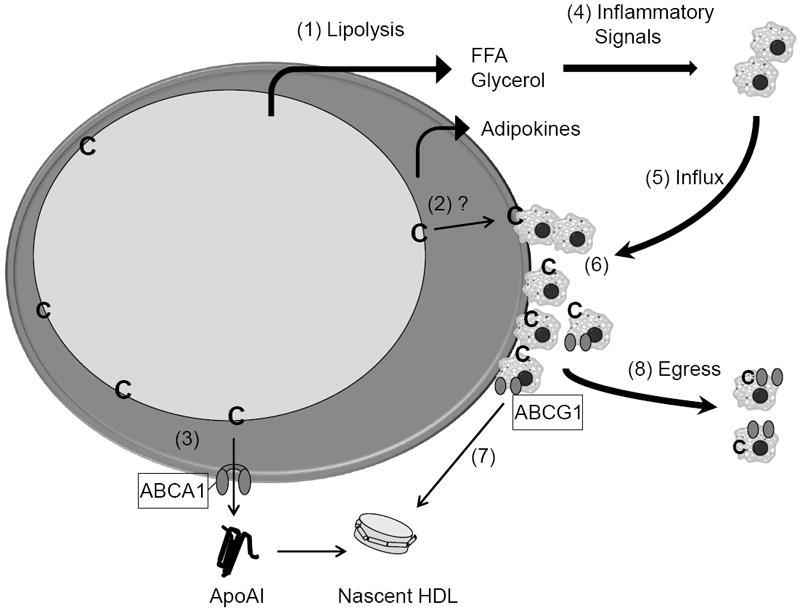 Fig. 6