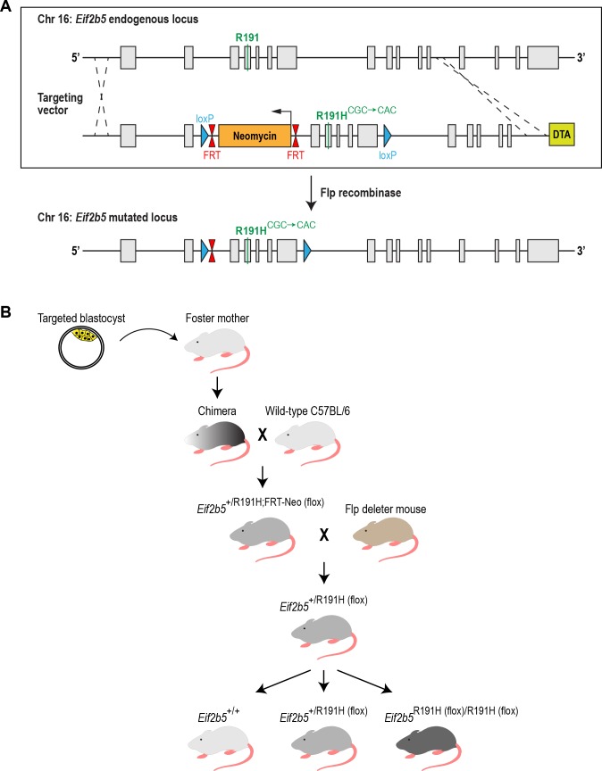 Figure 1—figure supplement 2.