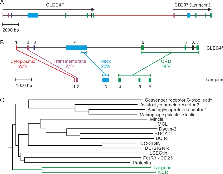 Fig. 11.