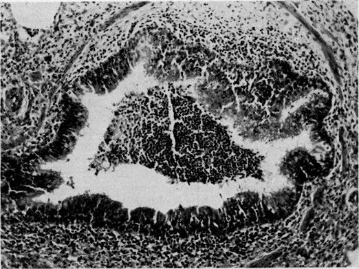 Fig 2C