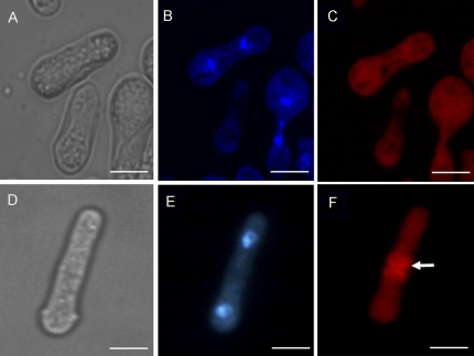 Fig. 10.