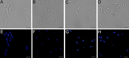 Fig. 9.