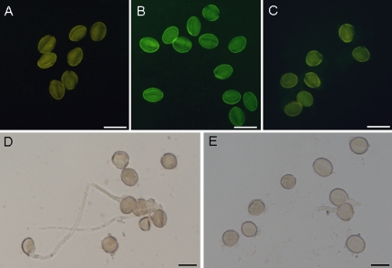 Fig. 7.