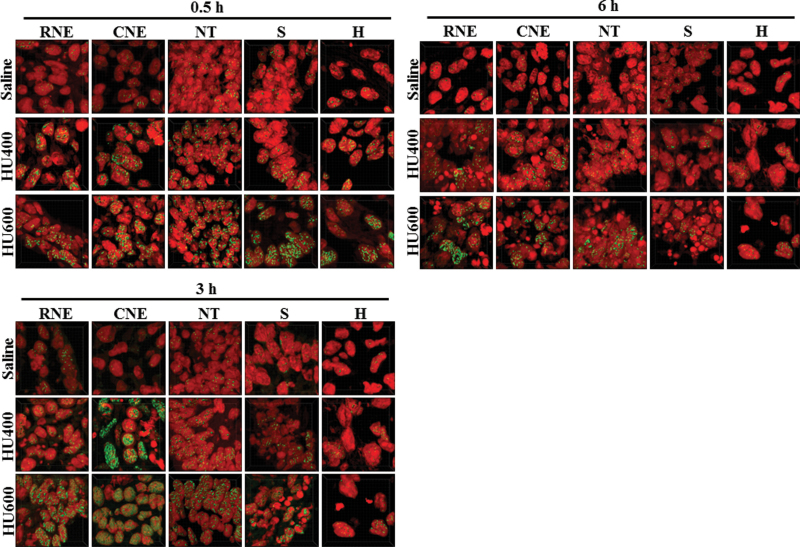 Fig. 8.