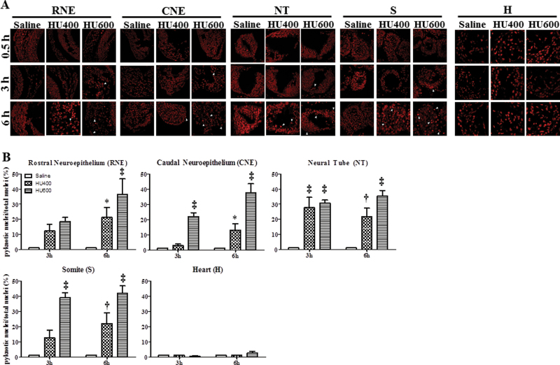 Fig. 10.