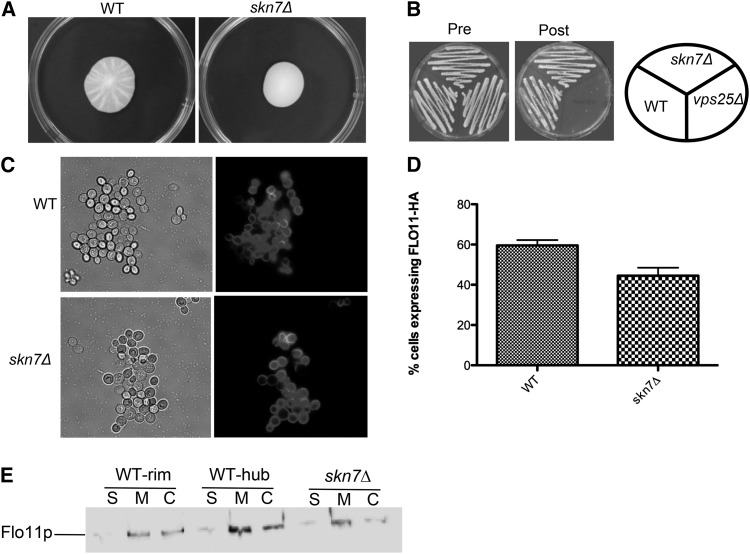 Figure 7