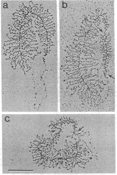 graphic file with name pnas00647-0068-a.jpg