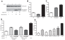 Figure 8—figure supplement 1.