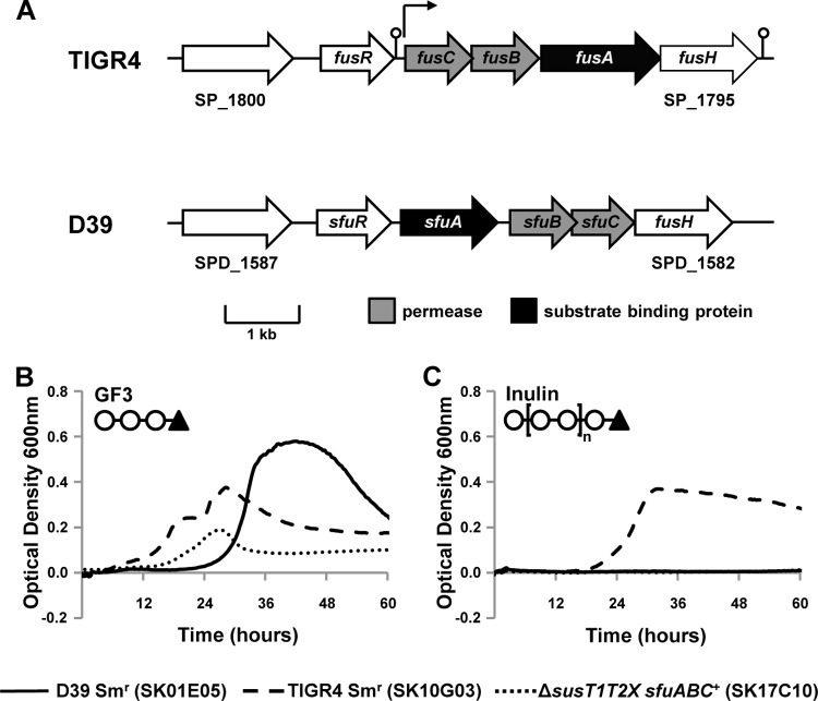 Fig 6