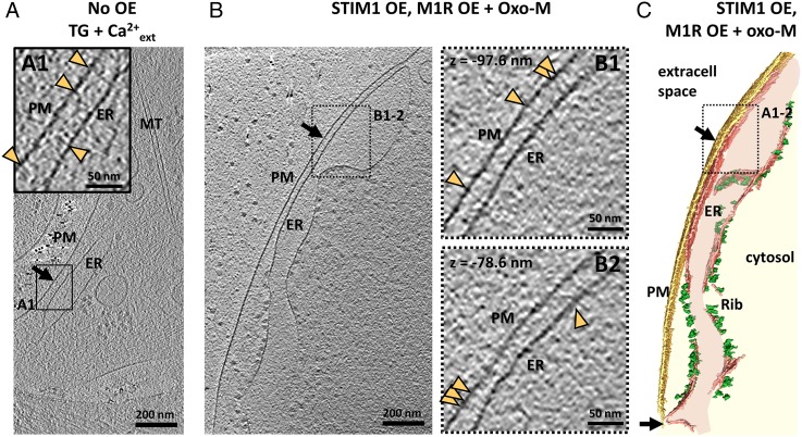 Fig. 4.