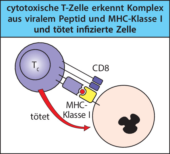 graphic file with name 978-3-662-56004-4_1_Fig32_HTML.jpg