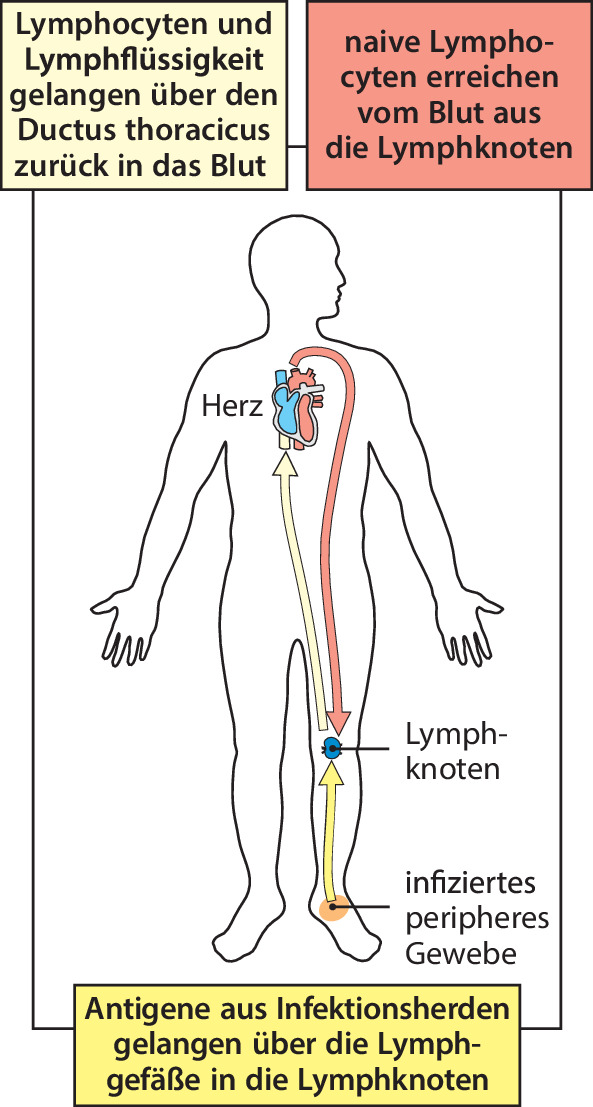 graphic file with name 978-3-662-56004-4_1_Fig21_HTML.jpg