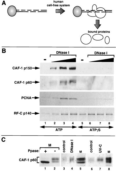 FIG. 7