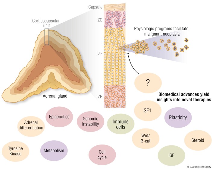 Graphical Abstract