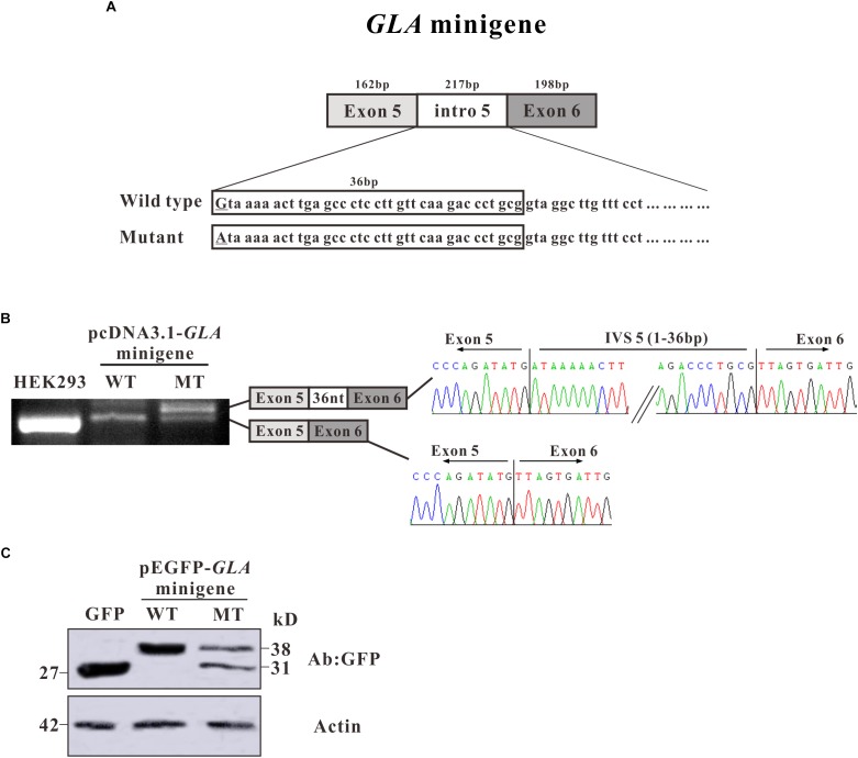 FIGURE 3