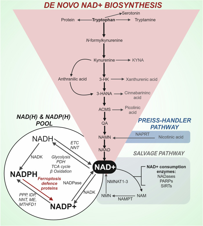 Fig. 6