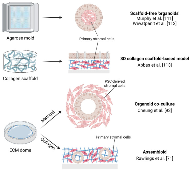 Modeling Endometrium Biology and Disease - PMC