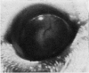 258