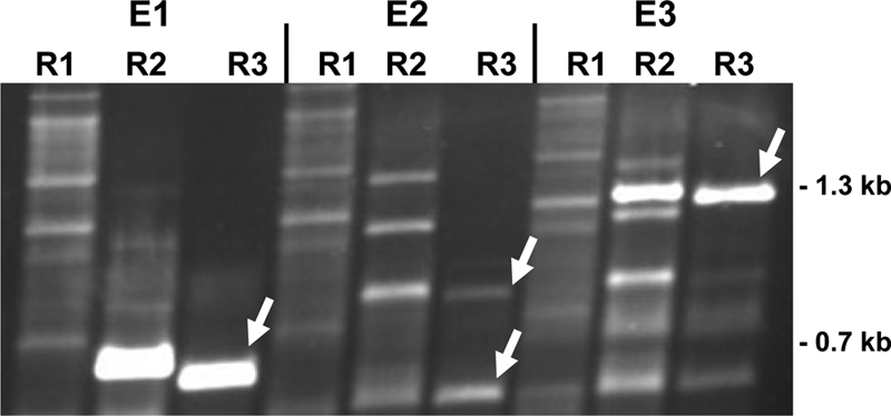 FIG. 5.