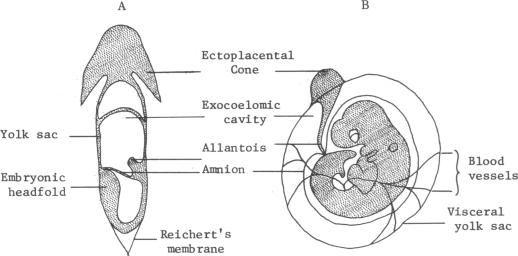 graphic file with name pnas00649-0287-a.jpg