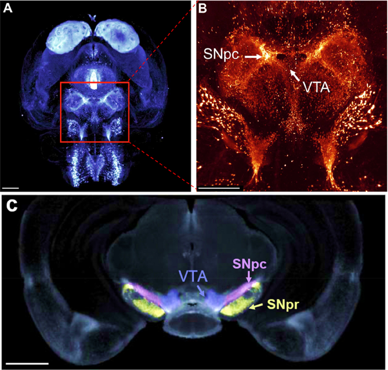 Fig. 1