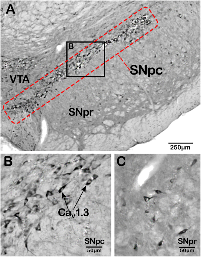 Fig. 3