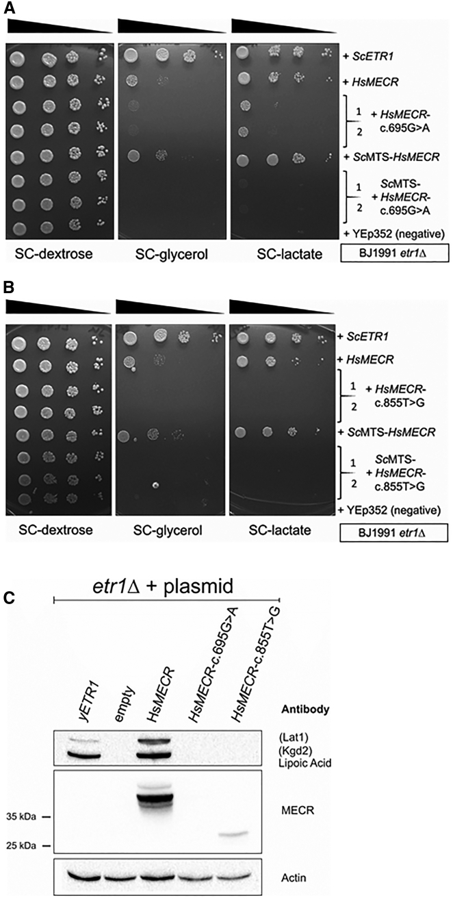 Figure 4