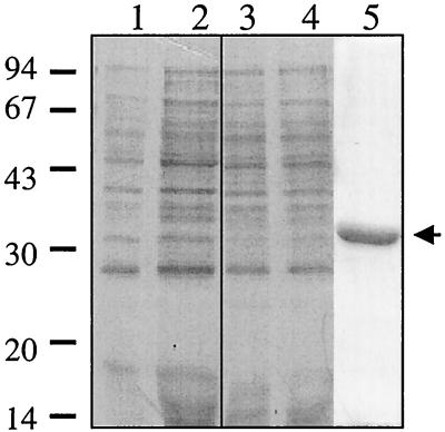 FIG. 1