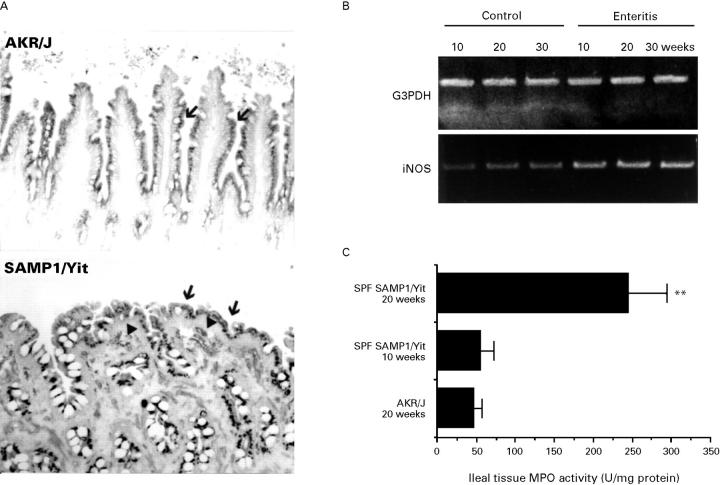 Figure 7 