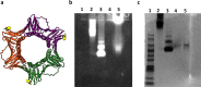 Figure 1—figure supplement 1.