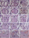 Fig. 8.