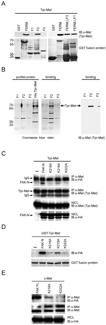 FIG. 5.