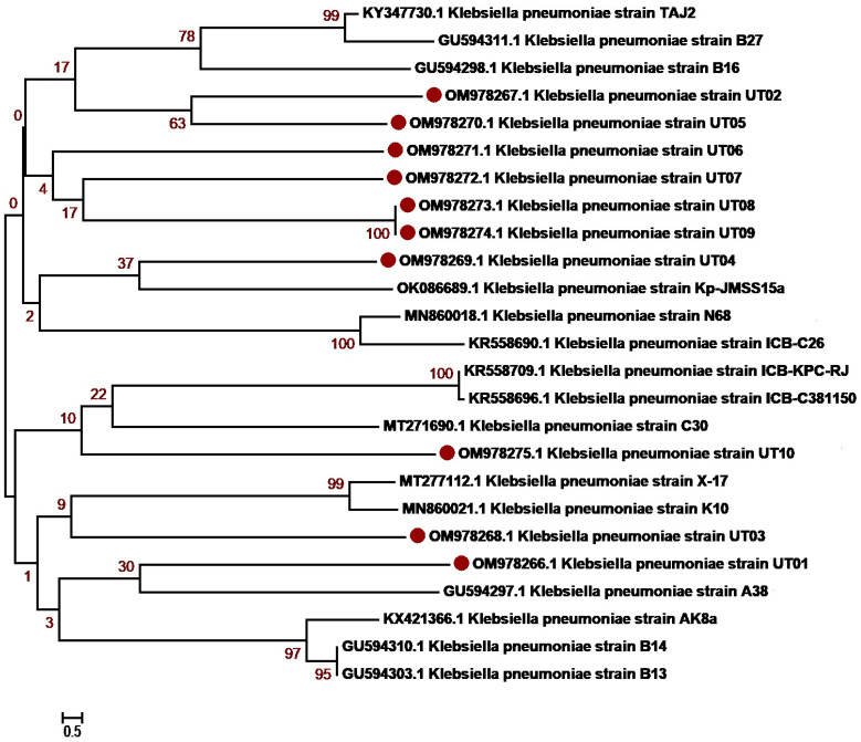 Antibiotic Resistance Profiling And Phylogenicity Of Uropathogenic Bacteria Isolated From