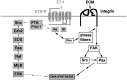 Fig. 8.