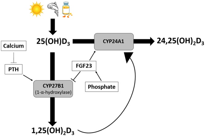 FIGURE 1